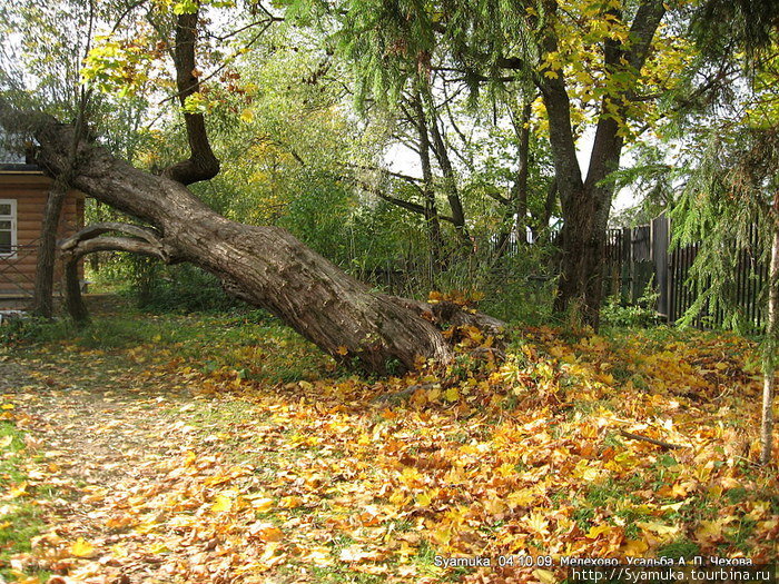 Старое дерево при жизни Чеховых в Меихово было молодым, стройным и крепким. Чехов, Россия