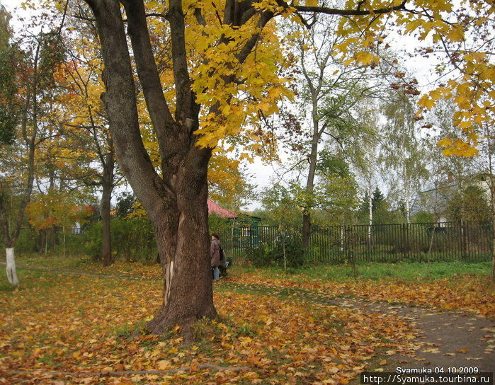 Старый клен. Чехов, Россия