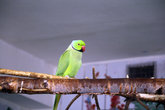 Зеленый попугайчик.