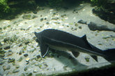 Осетр — королевская рыба.