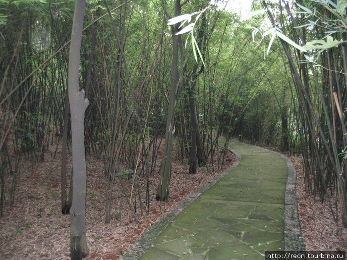 Среди бамбуковых зарослей Чэнду, Китай