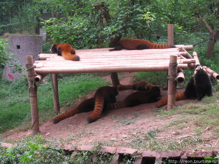 Красные панды залегают :) Чэнду, Китай
