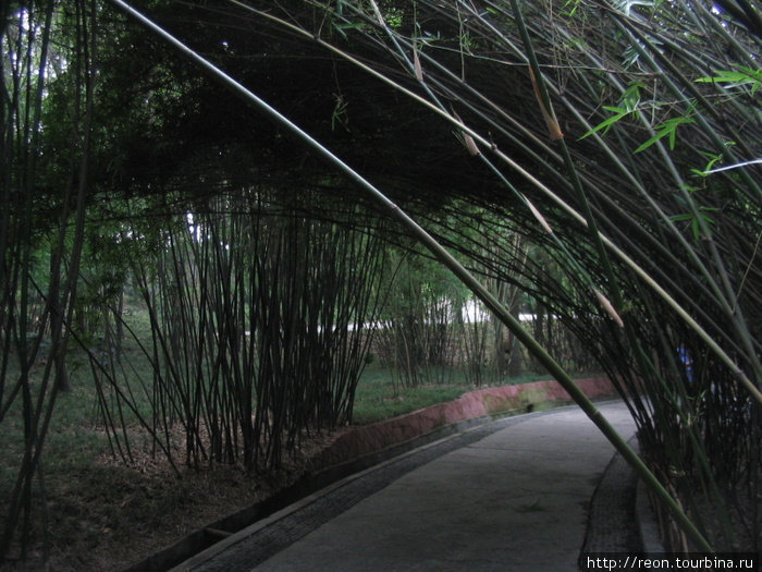 Густые заросли бамбука обступают тропинки со всех сторон Чэнду, Китай