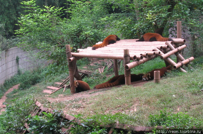 Лежбище красных панд Чэнду, Китай