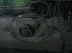 Очень маленькая большая панда, недавно родившаяся