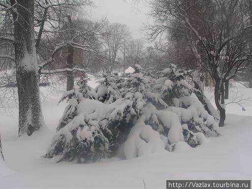 Парк. Деревья сгибаются под тяжестью снега Хельсинки, Финляндия