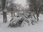 Парк. Деревья сгибаются под тяжестью снега
