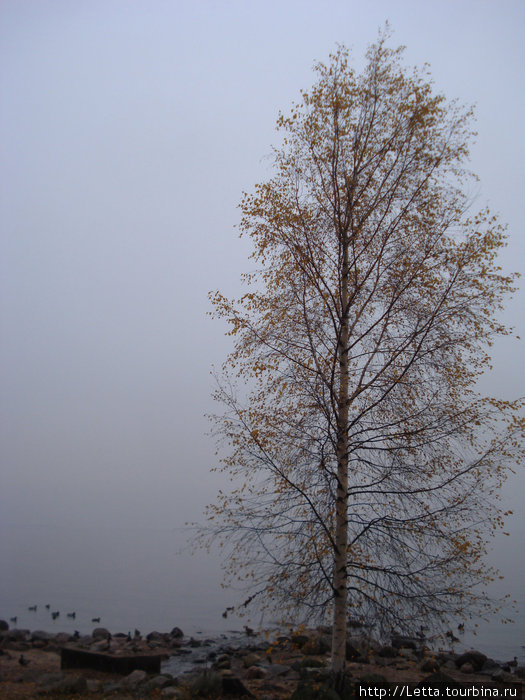 Одинокая березка на берегу Финского залива Петергоф, Россия