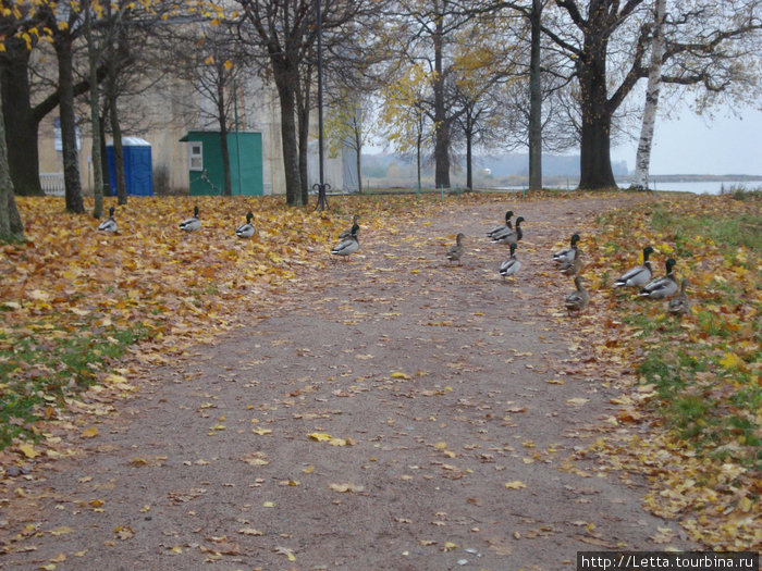 Утки, гуляющие по дорожкам Нижнего парка Петергоф, Россия