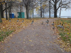 Утки, гуляющие по дорожкам Нижнего парка