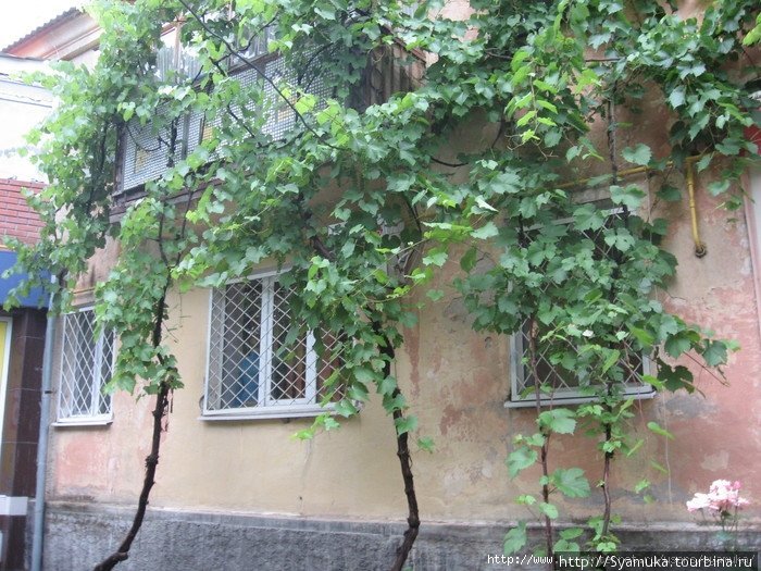 ...и дома, обвитые виноградом. Первомайск, Украина