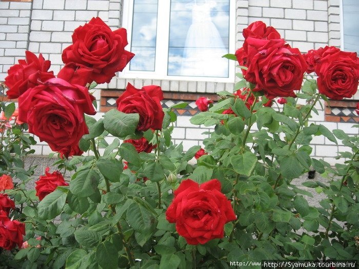 В городе много роз. Первомайск, Украина