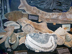 Древние окаменелости