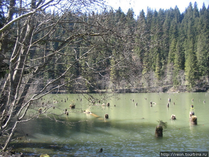 Озеро Лаку Рошу со знаменитыми затопленными деревьями Северо-Восточный регион, Румыния