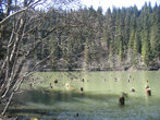 Озеро Лаку Рошу со знаменитыми затопленными деревьями