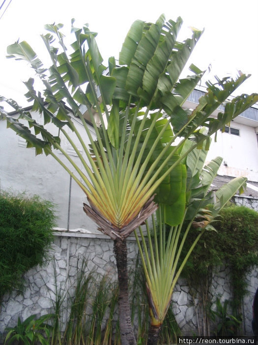 Красивая веерная пальма Джокьякарта, Индонезия