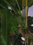 Гораздо больше я прониклась тем, как цветут бананы! :-))) Дело происходит на банановом острове посреди Нила, куда нас тоже организованно свозили!