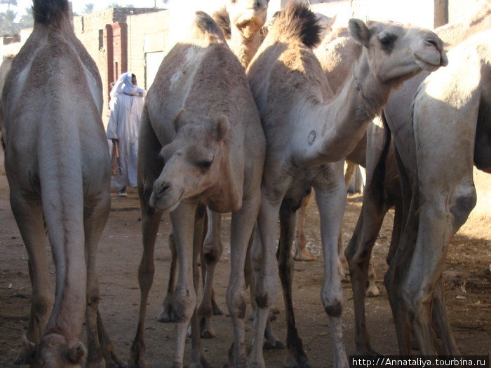 Потом я вернулась в Асуан, а на следующее утро отправилась в Дарао, в котором находится самый большой верблюжий рынок в Египте! Египет