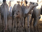 Потом я вернулась в Асуан, а на следующее утро отправилась в Дарао, в котором находится самый большой верблюжий рынок в Египте!