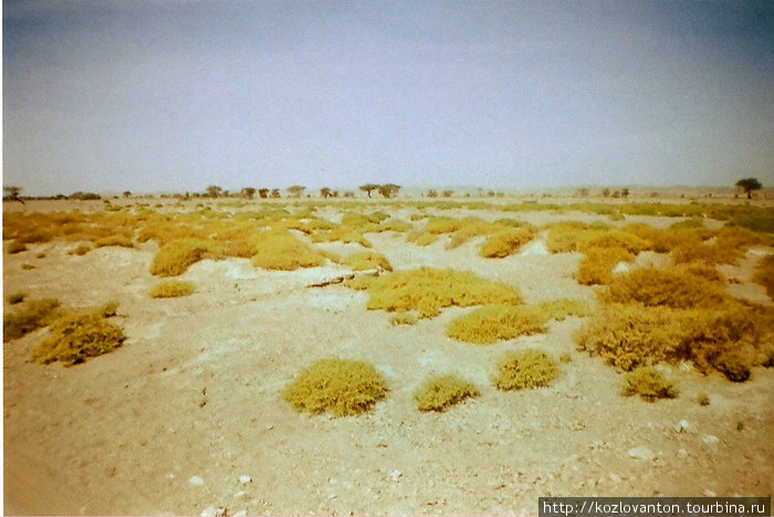 Зеленеет верблюжья колючка в феврале. Оман