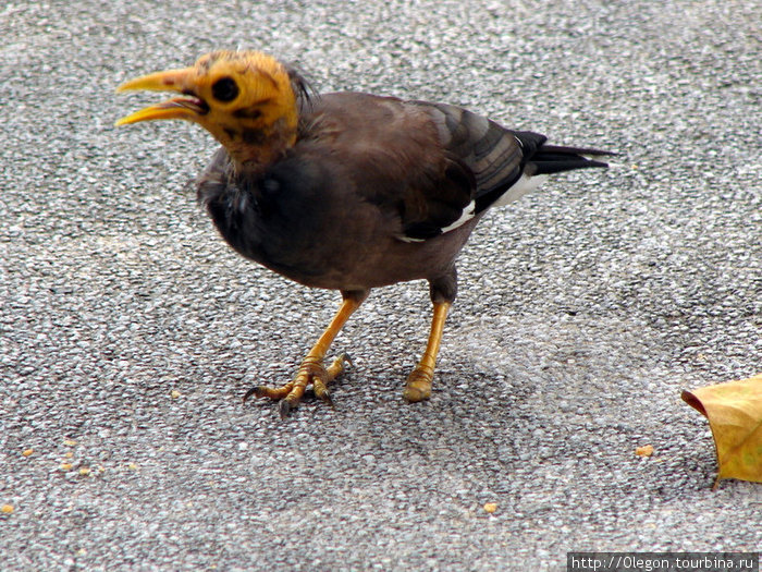 На зависть всем Birdwatcher ам, таких птиц увидеть можно не часто, я думаю она прилетела в Куалу с Чернобыля Куала-Лумпур, Малайзия