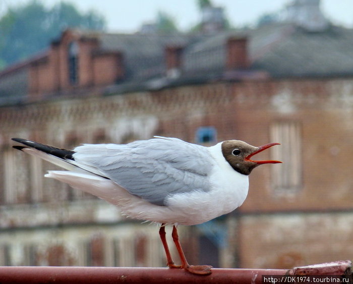 Мышкин и чайки Мышкин, Россия