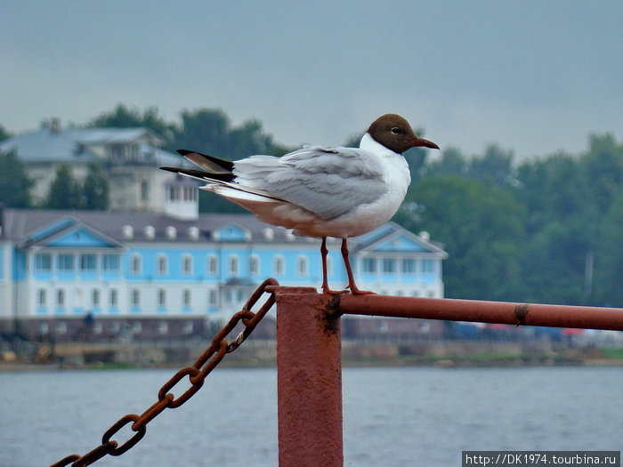 Мышкин и чайки Мышкин, Россия