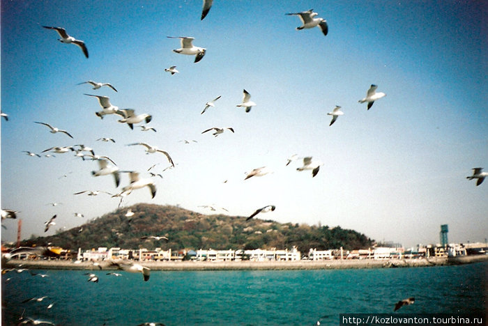 Чайки над Желтым морем в районе Чемульпо. Где же здесь 