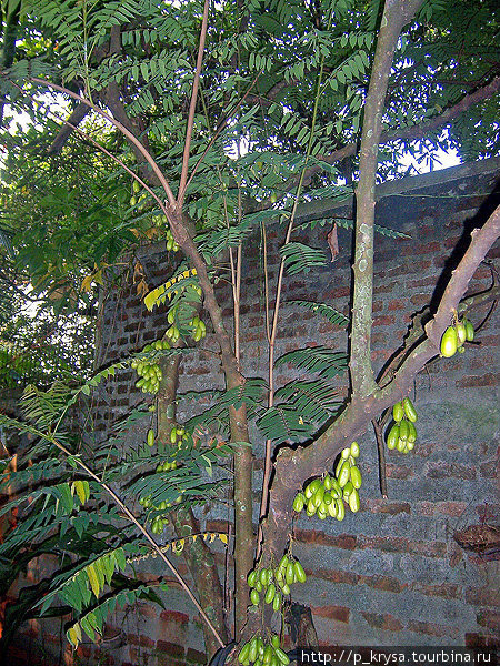 Фруктовые деревья в саду Шри-Джаяварденапура-Котте, Шри-Ланка