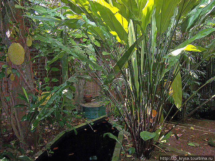 Сад во внутреннем дворе Шри-Джаяварденапура-Котте, Шри-Ланка