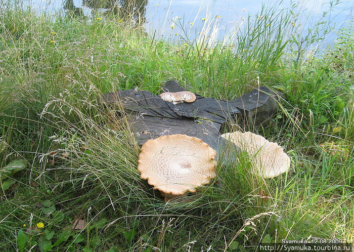 Вокруг старого пня — невероятных размеров грибы! Дзержинский, Россия
