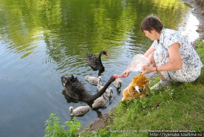 Лебеди кормятся с рук... Дзержинский, Россия
