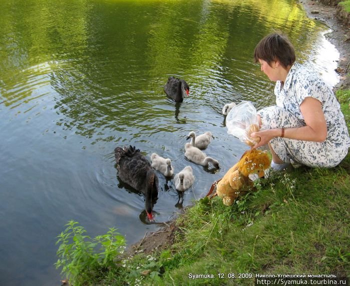 Лебеди совсем ручные... Дзержинский, Россия