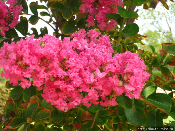 Цветы Каллифея, остров Родос, Греция