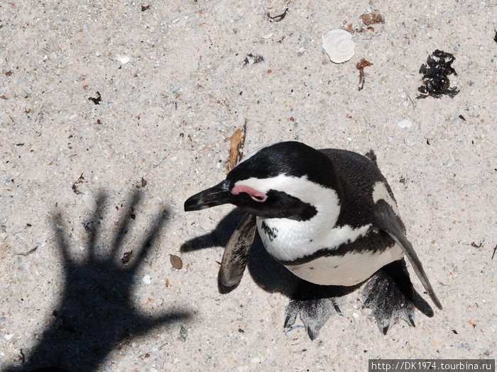 Африканские пингвины Западная Капская провинция, ЮАР