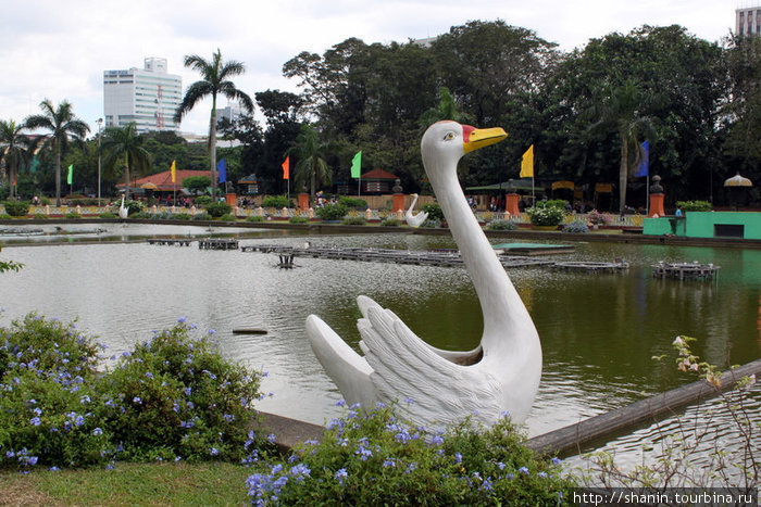 Белый лебедь Манила, Филиппины