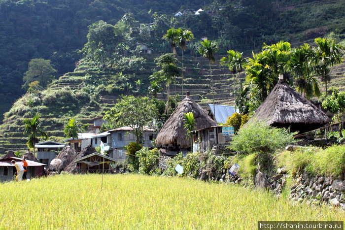 Рисовое поле и деревня Батад Банауэ Рисовые Террасы, Филиппины