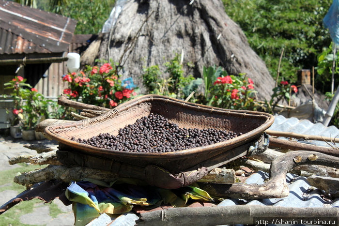 Сушатся зерна кофе Банауэ Рисовые Террасы, Филиппины