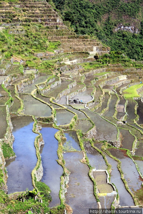 Вид сверху на рисовые террасы Банауэ Рисовые Террасы, Филиппины