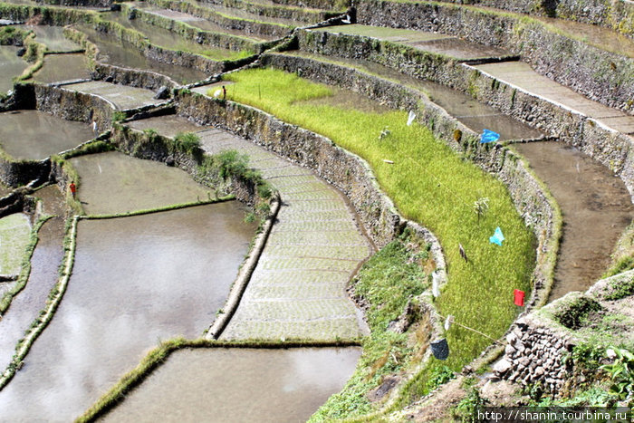 Зеленеющая делянка Банауэ Рисовые Террасы, Филиппины