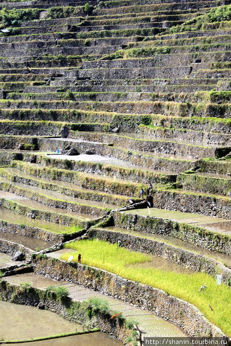Террасы на крутом склоне Банауэ Рисовые Террасы, Филиппины