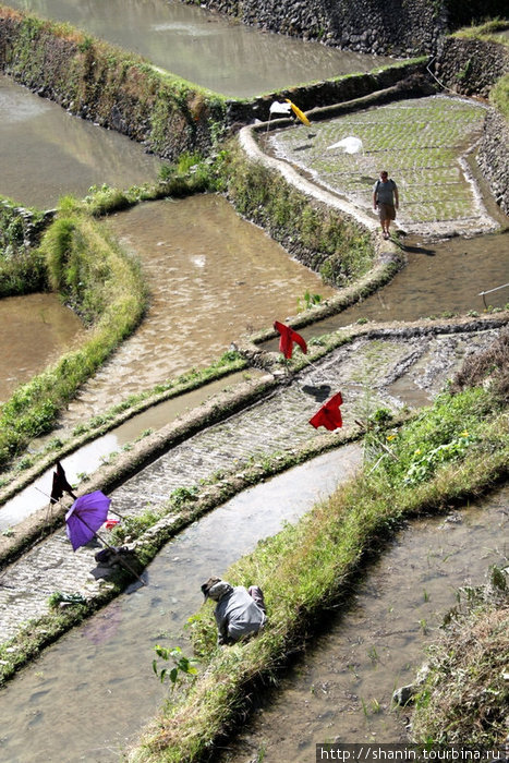 Тропа мимо залитых водой террас Банауэ Рисовые Террасы, Филиппины