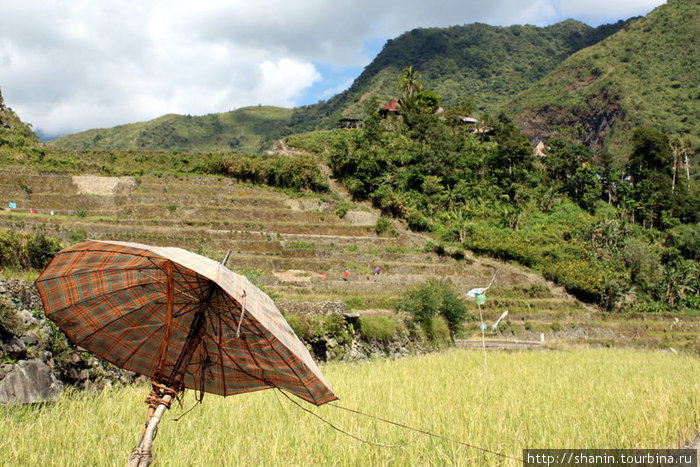 Зонт на рисовом поле Банауэ Рисовые Террасы, Филиппины