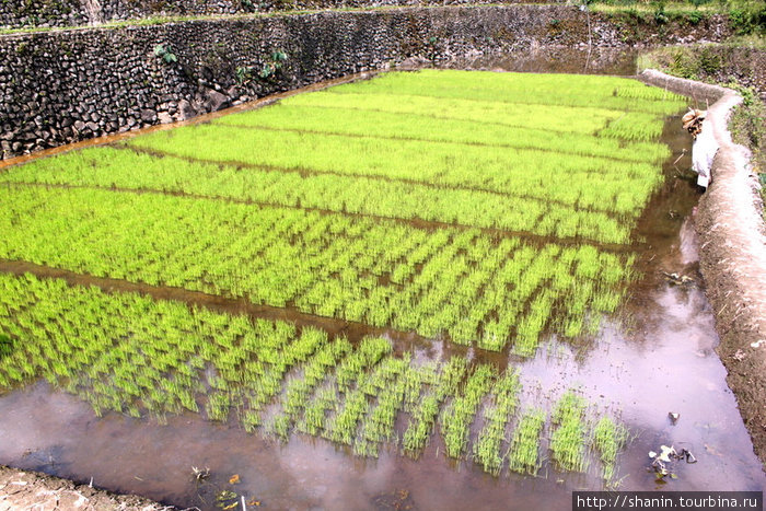 Зеленые всходы Банауэ Рисовые Террасы, Филиппины