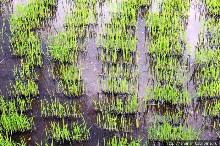 Зеленые побеги риса Банауэ Рисовые Террасы, Филиппины