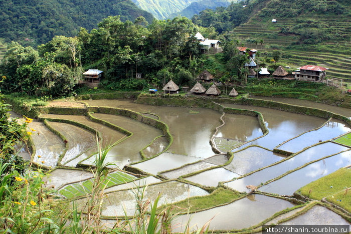 Рисовые террасы с водой Банауэ Рисовые Террасы, Филиппины