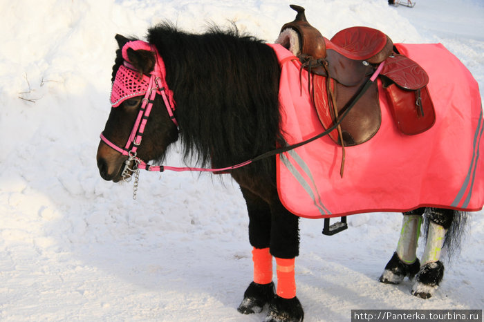 Лошадки сегодня по-праздничному нарядные Санкт-Петербург, Россия
