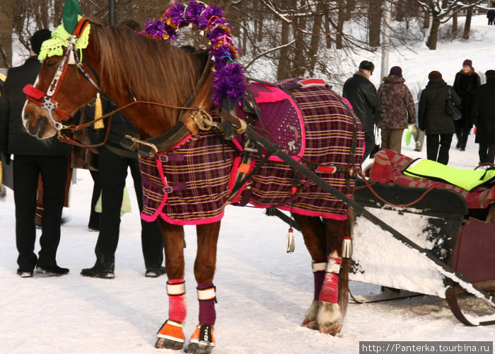 Нарядная лошадка с удовольствием вас покатает Санкт-Петербург, Россия