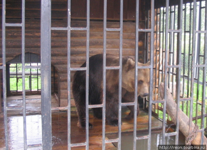 Придорожный медведь Россия