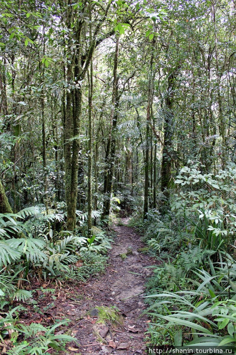 Дорожка через влажный тропический лес у подножия горы Штат Сабах, Малайзия